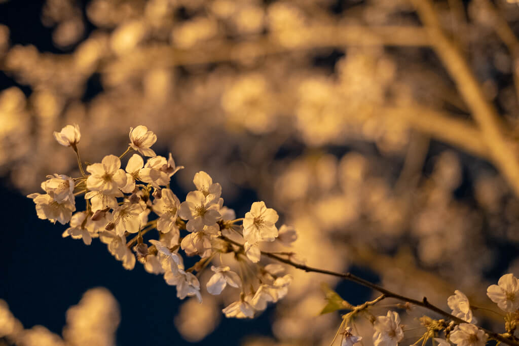 ライトアップされた桜