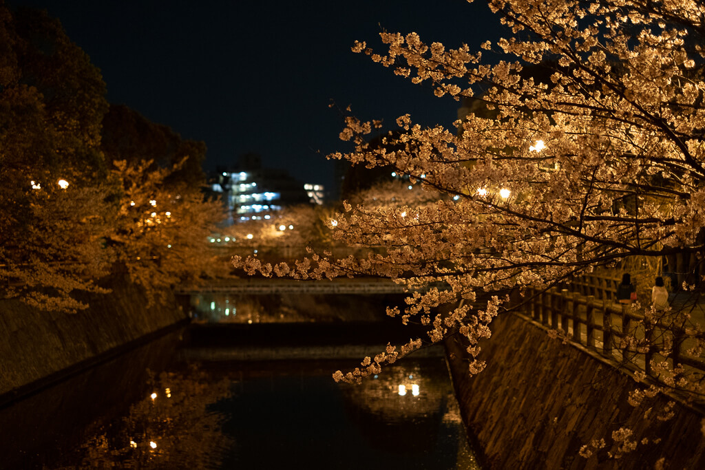 夜はさらに写真が難しい