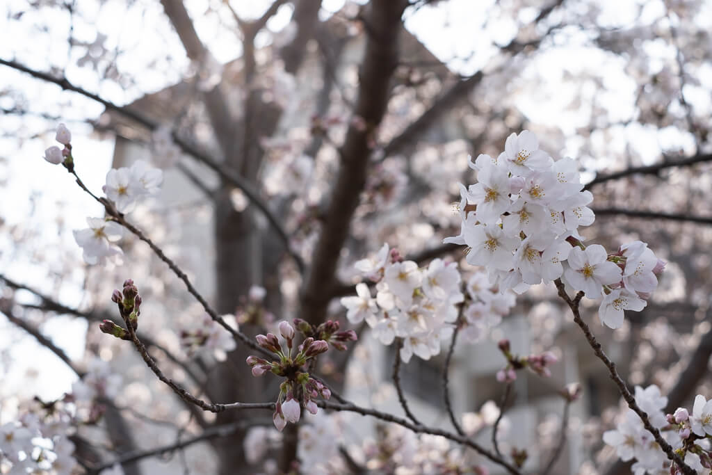 まだまだ蕾が多い桜