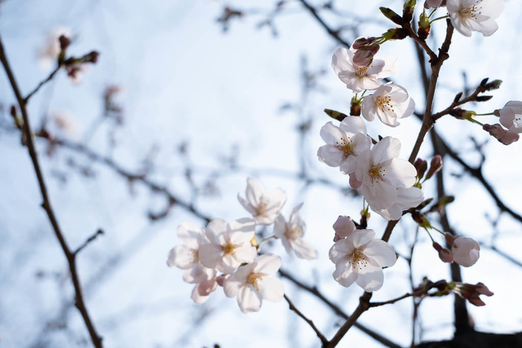 咲いてる桜を探して写真を撮る