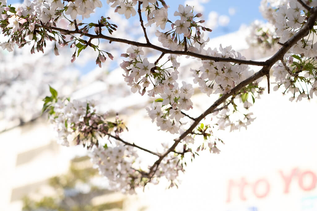 ヨーカ堂と桜