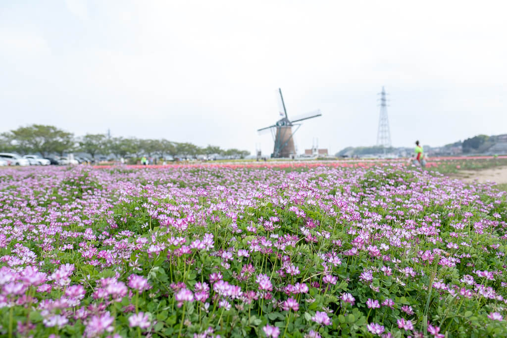 チューリップ以外の花もちらほらと