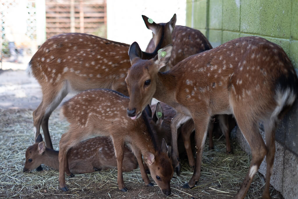 動物園の鹿