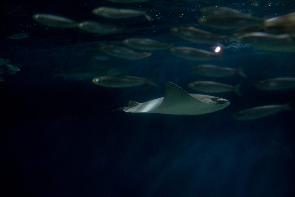 水族館での撮影