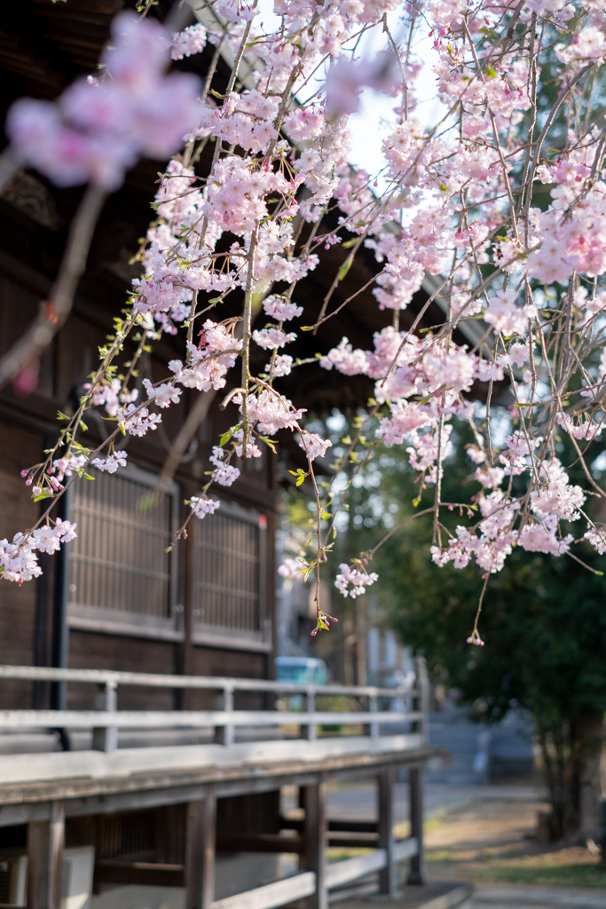 お堂と桜