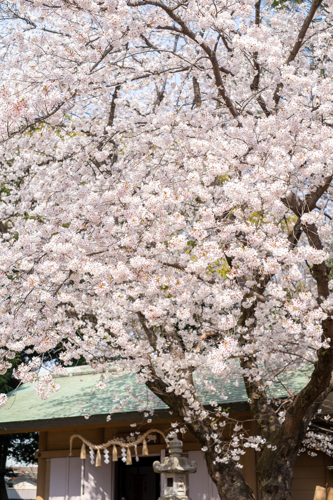 神社の桜