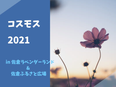 2021年のコスモス