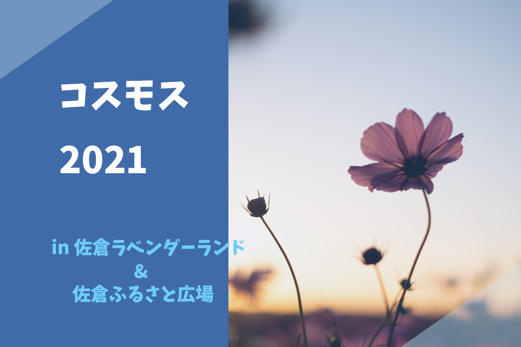 2021年のコスモス