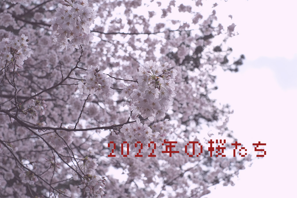 2022年の桜たち