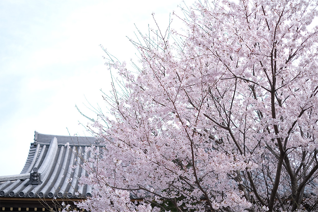 2022年の桜