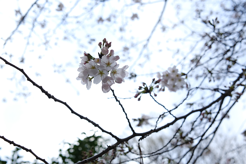 透け透けの桜