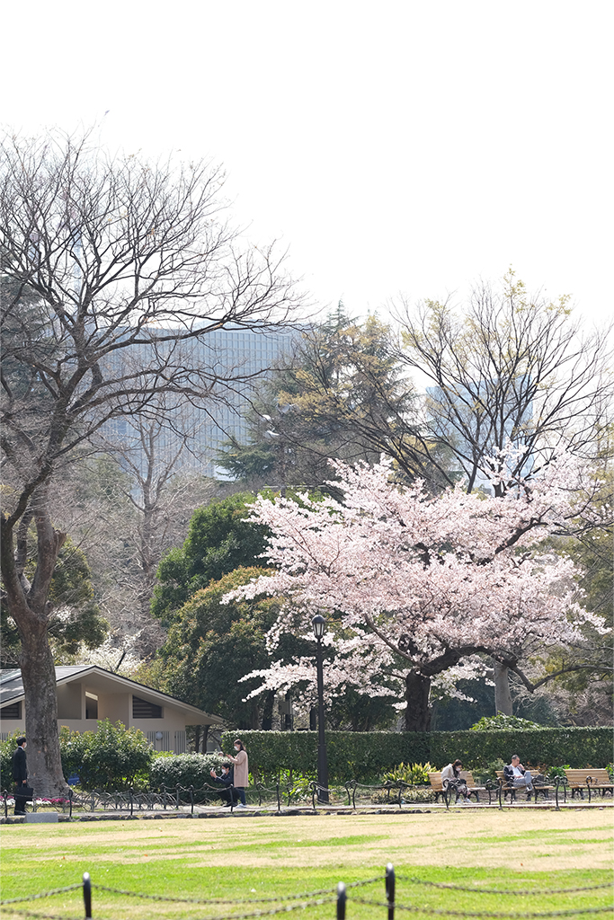 公園の桜