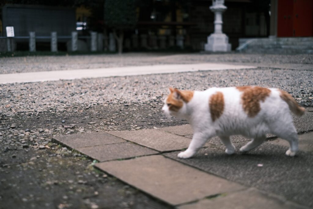 神社で猫を撮る日々。