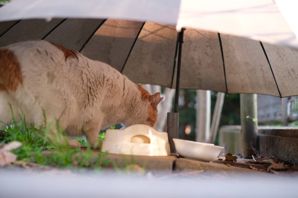 神社で猫を撮る日々