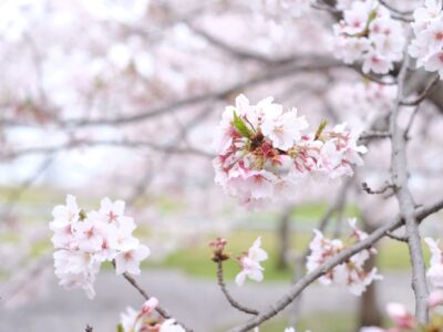 2025年の桜