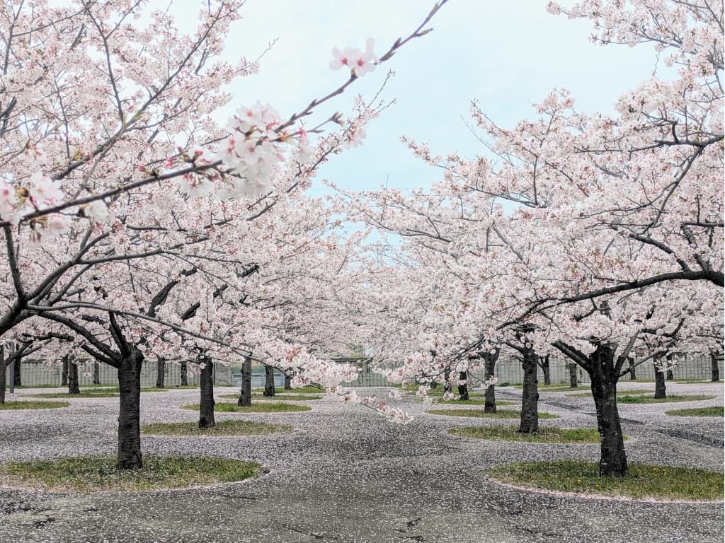 さくら広場の桜