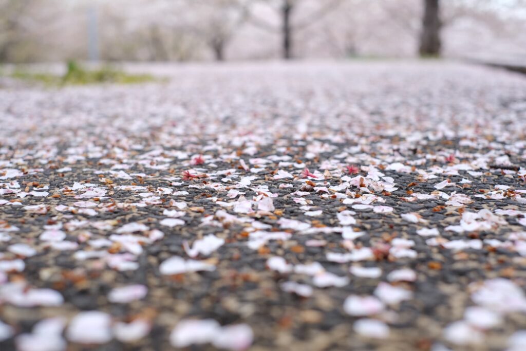 さくら広場の桜が散った