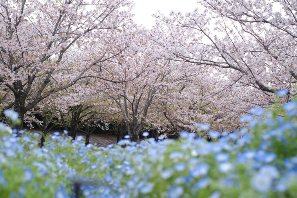 さくら広場の桜とネモフィラ